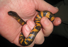 Erythrolamprus breviceps