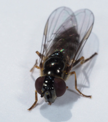 Platycheirus albimanus