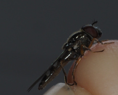 Platycheirus albimanus