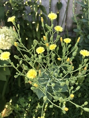 Lactuca sativa longifolia