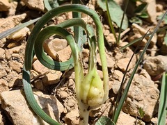 Colchicum szovitsii