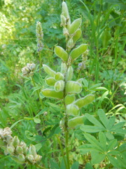 Lupinus parviflorus