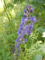 Lupinus parviflorus