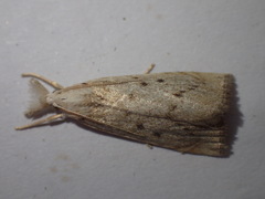 Calamotropha paludella