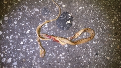 Leptodeira polysticta