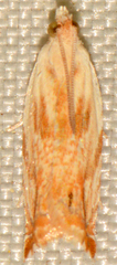 Ancylis platanana