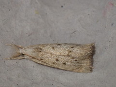 Calamotropha paludella