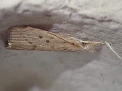 Calamotropha paludella