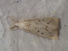 Calamotropha paludella
