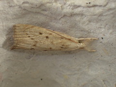 Calamotropha paludella
