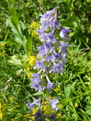 Delphinium × occidentale