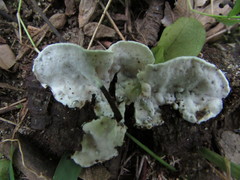 Antrodiella