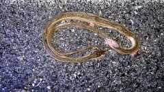Thamnophis proximus rutiloris