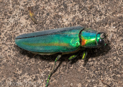 Chrysochroa rajah thailandica