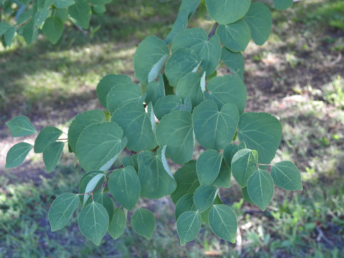 Cercidiphyllum japonicum