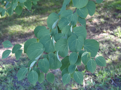 Cercidiphyllum japonicum
