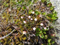 Harrimanella hypnoides