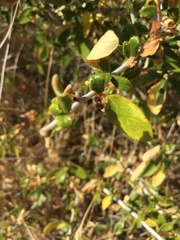 Ceanothus lemmonii