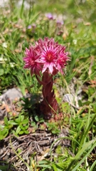 Sempervivum dolomiticum