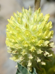 Astragalus alopecurus