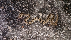Crotalus tzabcan