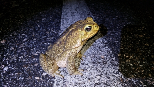 Rhinella horribilis