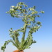 Euphorbia aleppica - Photo (c) יאיר אור, algunos derechos reservados (CC BY-NC-SA), subido por יאיר אור