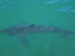 Carcharodon carcharias