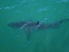 Carcharodon carcharias