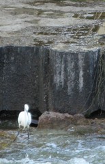 Egretta garzetta