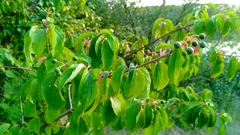 Cornus sanguinea