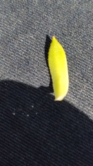 Sempervivum dolomiticum