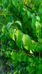 Cornus sanguinea
