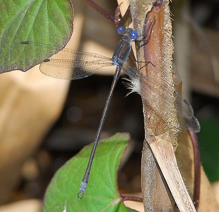 Lestidae image