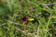Erebia pharte