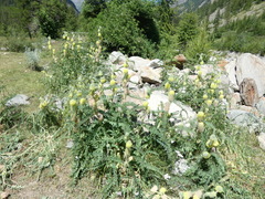 Astragalus alopecurus