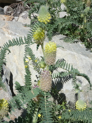 Astragalus alopecurus