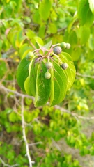 Cornus sanguinea