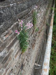 Antirrhinum majus