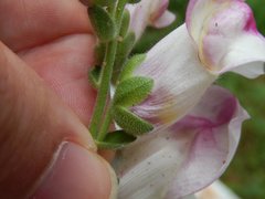 Antirrhinum majus