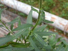 Antirrhinum majus