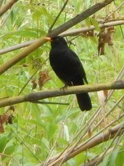 Turdus merula