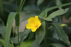 Ludwigia grandiflora