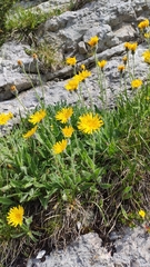 Hieracium pilosum