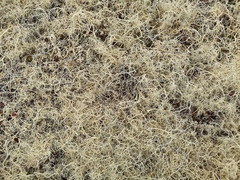 Alectoria ochroleuca