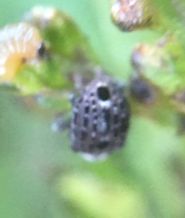 Cionus scrophulariae