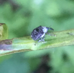 Cionus scrophulariae