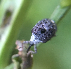 Cionus scrophulariae
