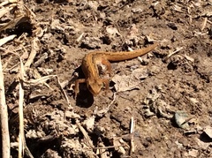 Lissotriton vulgaris