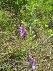 Vicia villosa